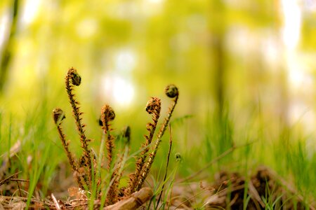 Forest spring plant