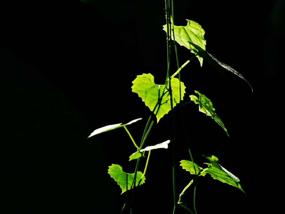 Leaf summer light
