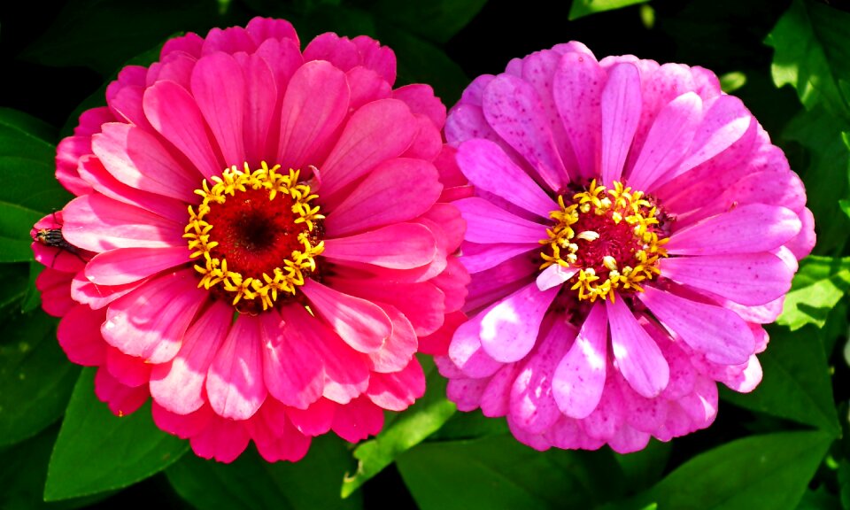 Summer nature garden
