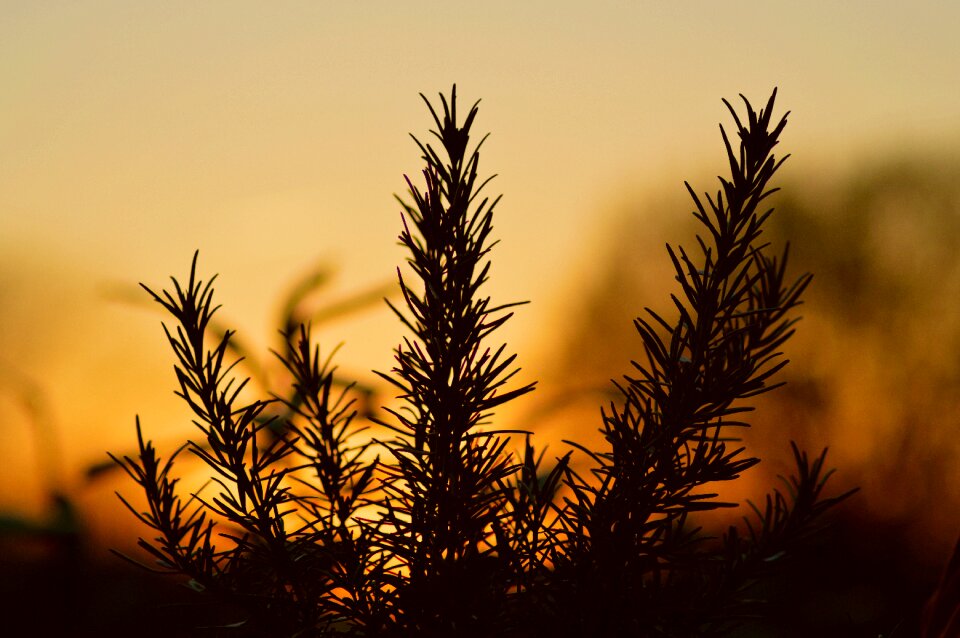 Dawn plant rosemary