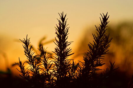 Dawn plant rosemary photo