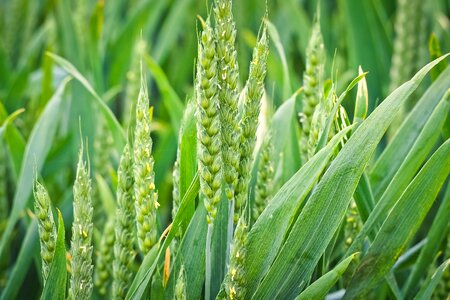 Field grain plant photo