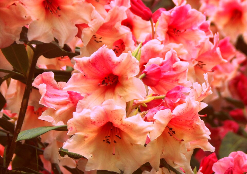 Romantic nature plants