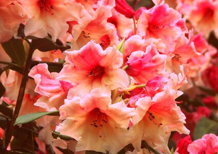 Romantic nature plants