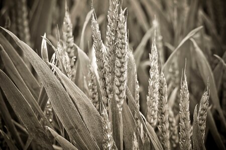 Field grain plant