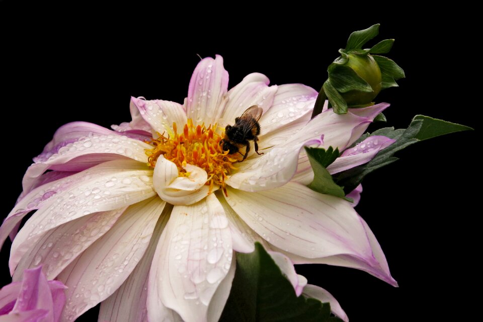 Close up flower blossom