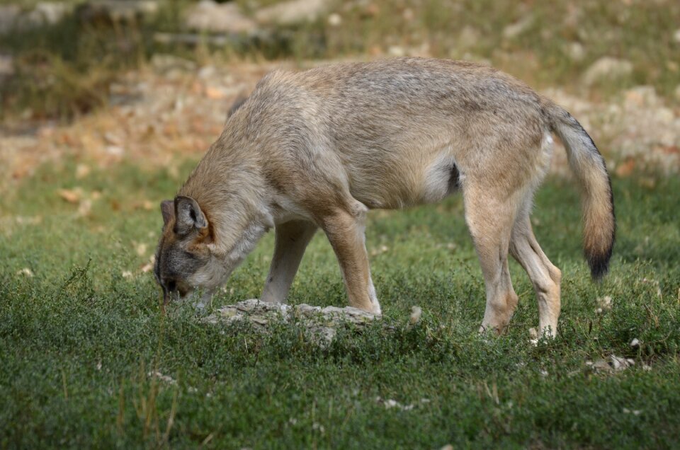 Wolves nature wild animal