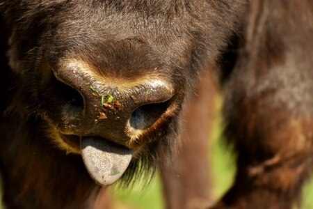 Wildpark poing wild animal animal world