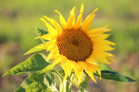 Yellow green meadow