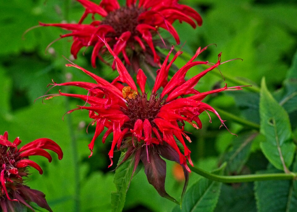 Scarlet-monarde medicinal plant blossom