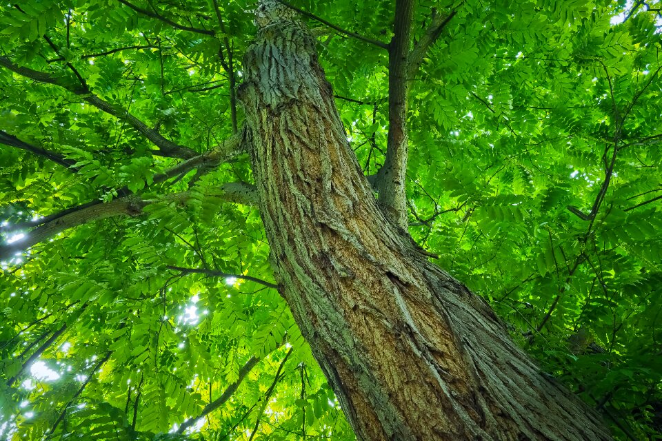 Wood forest tree bark