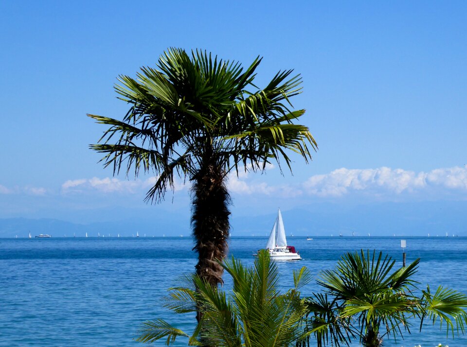 Lake constance tree palm