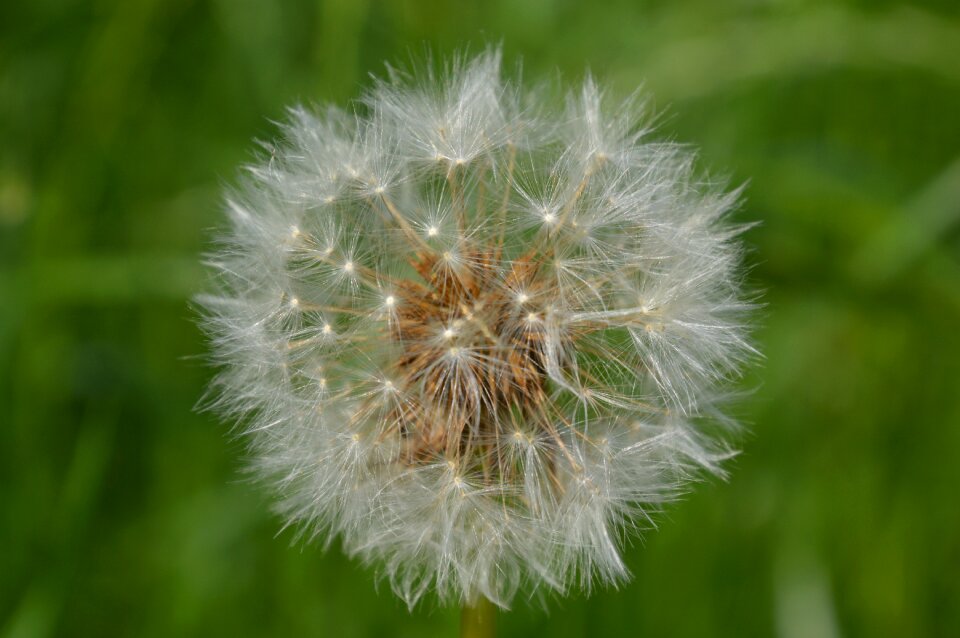 Ruderalia nature meadow