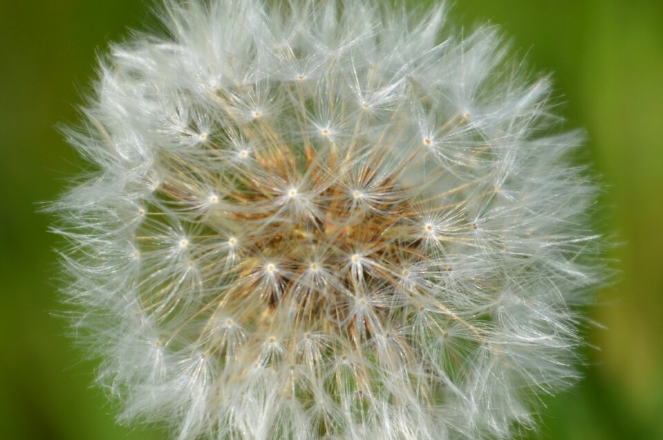 Dandelion nature meadow