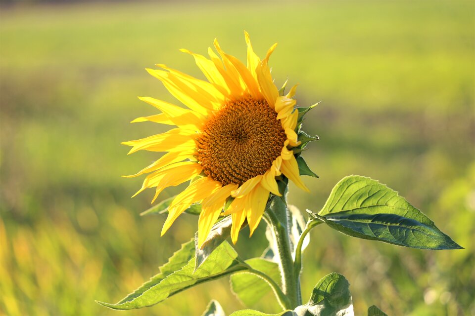 Yellow green meadow
