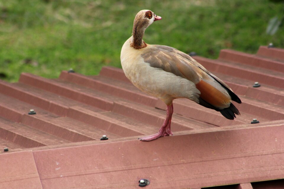 Bird nairobi kasarani