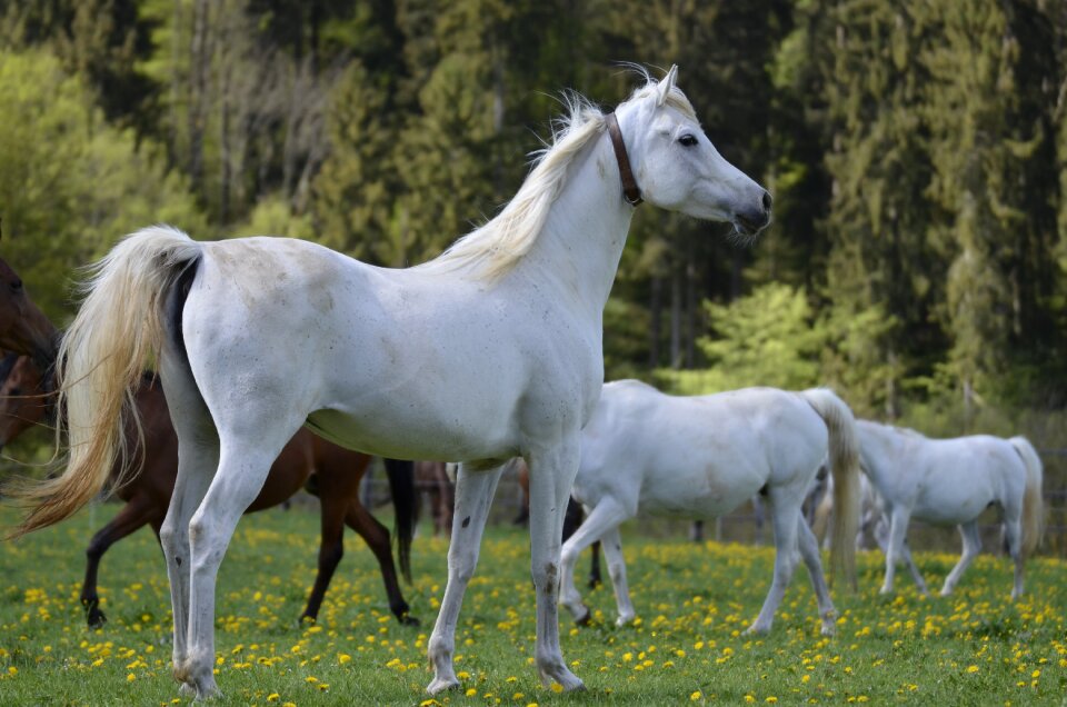 Thoroughbred arabian horse pasture