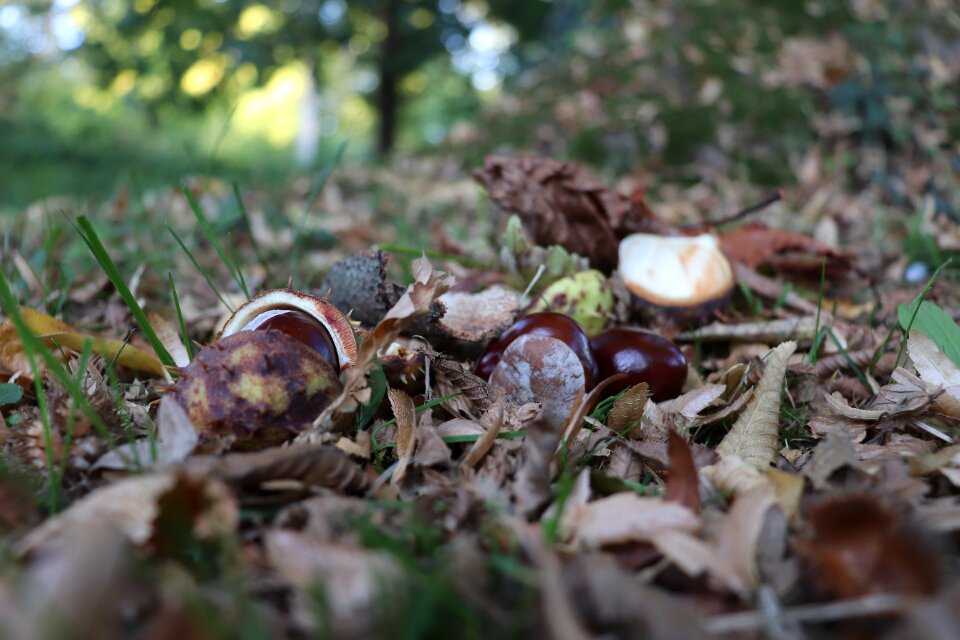 Prickly autumn fruit buckeye