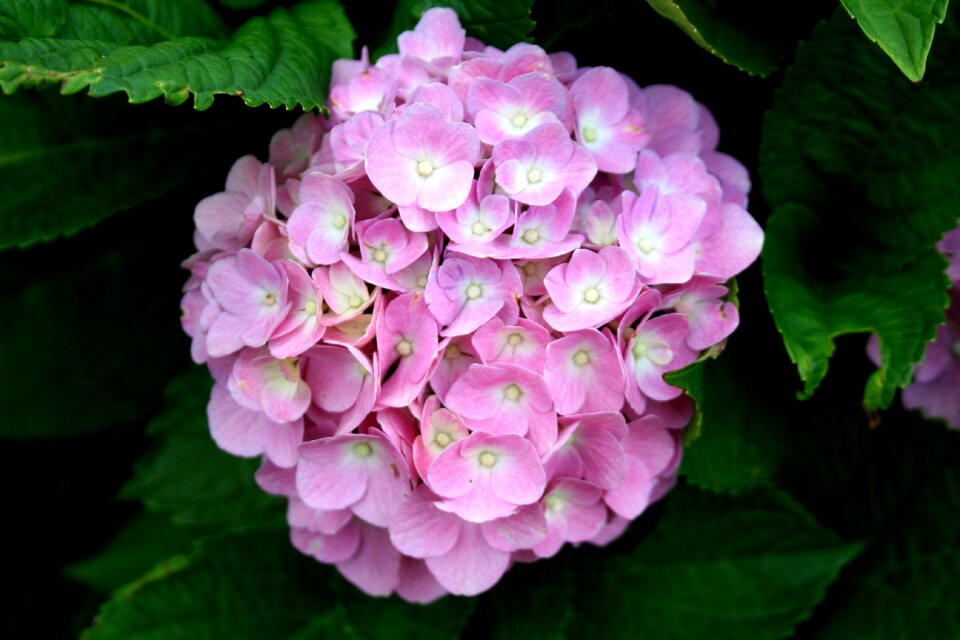 Inflorescence pink flowers