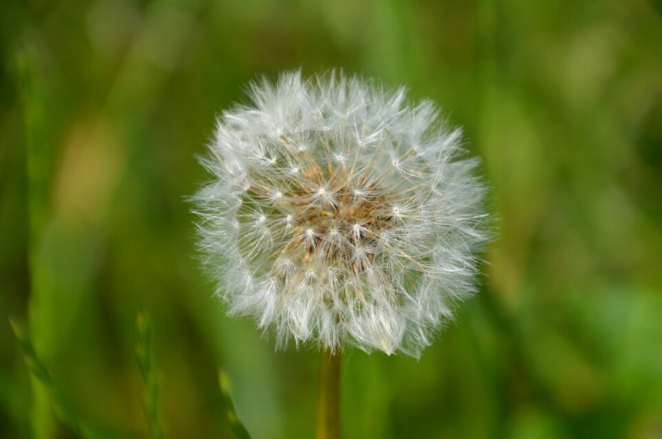 Dandelion nature meadow