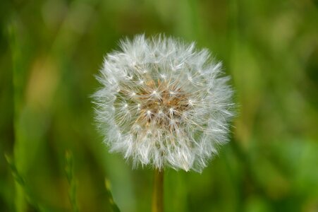 Dandelion nature meadow