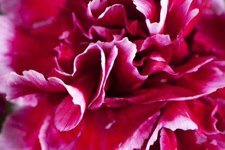 Macro bloom petals