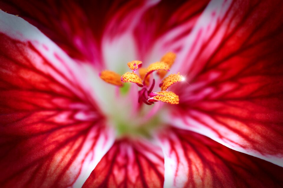 Petals nature plant
