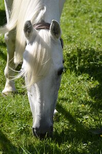 Thoroughbred arabian horse pasture