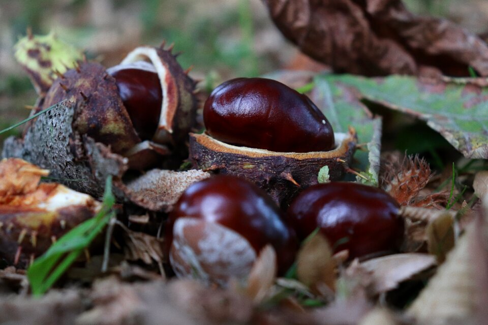 Prickly autumn fruit buckeye