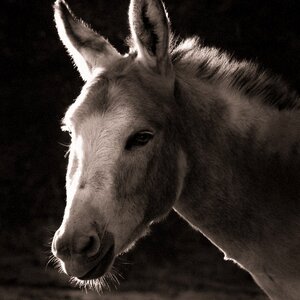 Black and white mule head