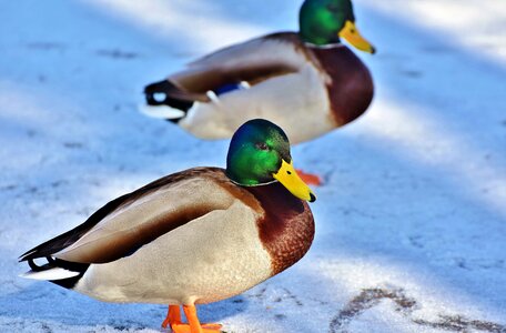 Duck bird mallard males