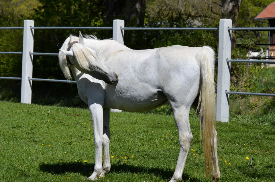 Thoroughbred arabian horse pasture