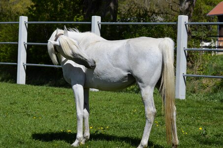 Thoroughbred arabian horse pasture