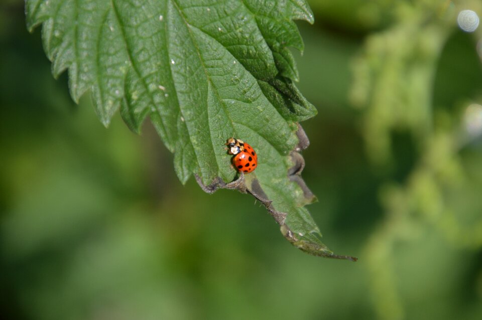 Garden idyll relax