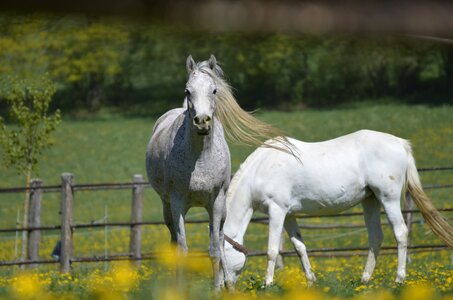 Thoroughbred arabian horse pasture