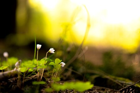 Growth leaf wood anemone