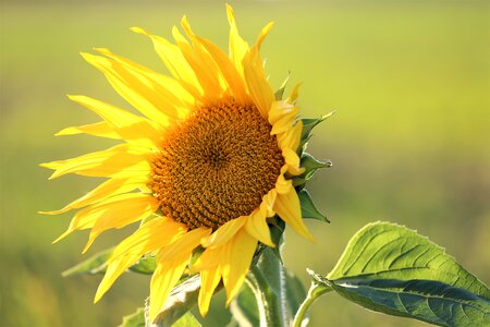 Yellow green meadow