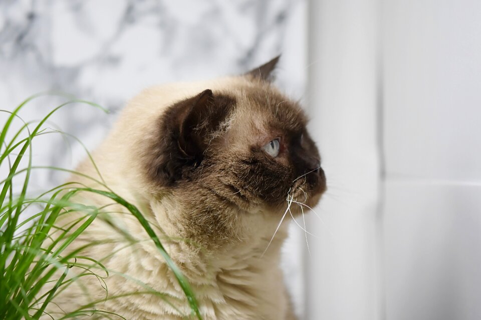 Cat mieze thoroughbred