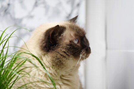 Cat mieze thoroughbred