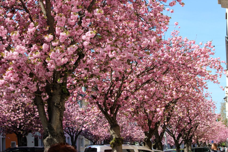 Flower season cherry blossom