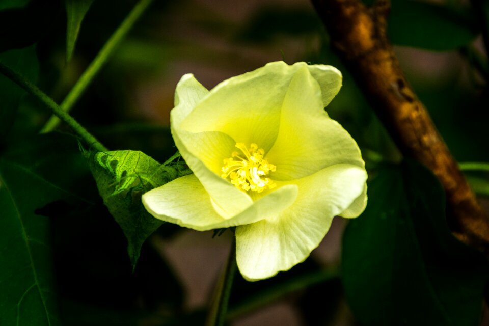 Plants garden petal