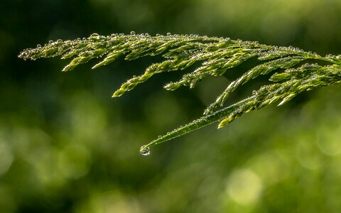 Blades of grass drip drop of water