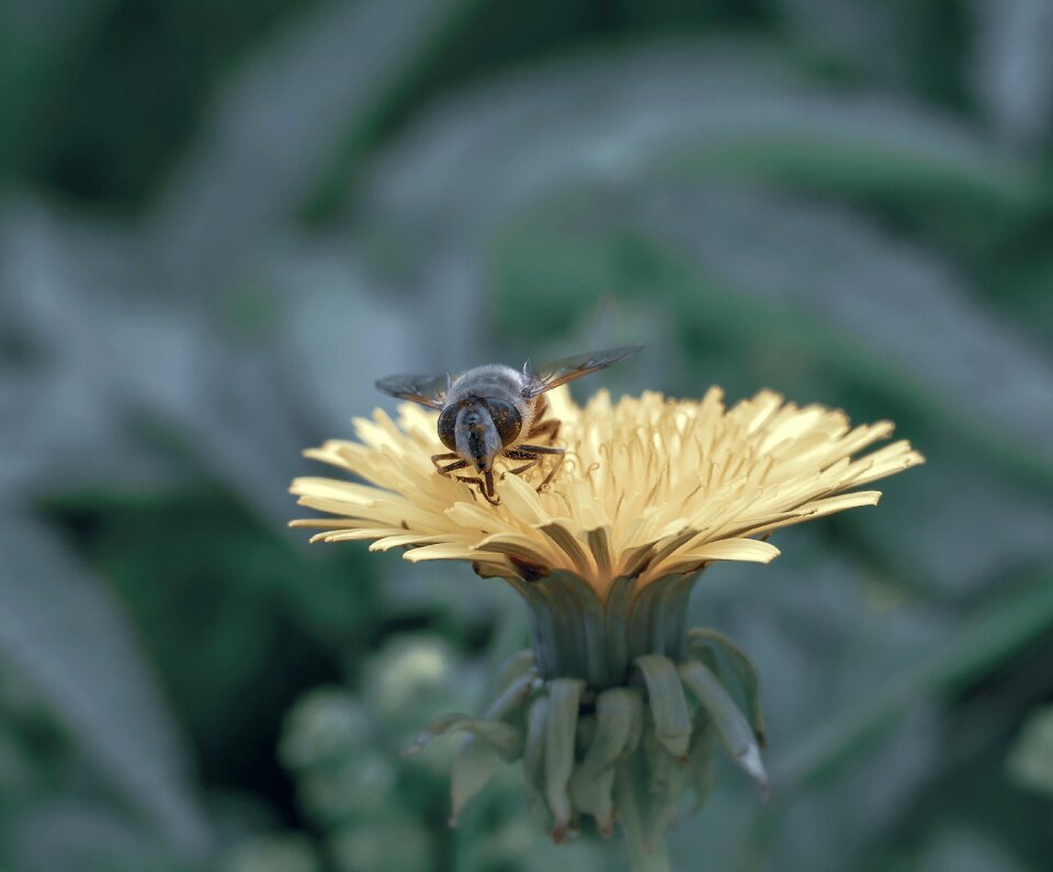 Nature pollen nectar