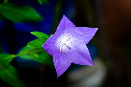 Plants garden violet