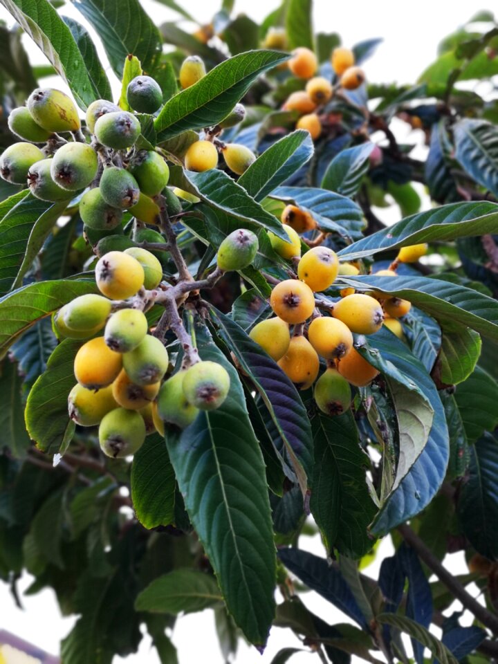 Fruit tree luquats edible
