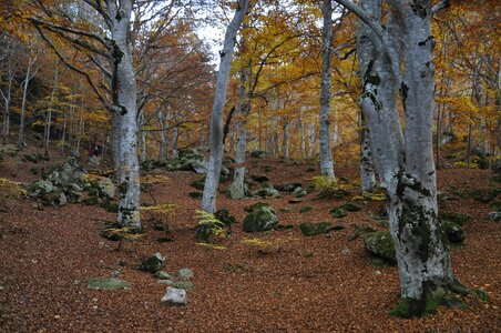 Fall trees woods photo