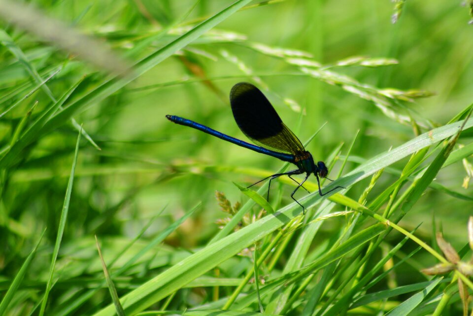 Dragonfly close up animal world