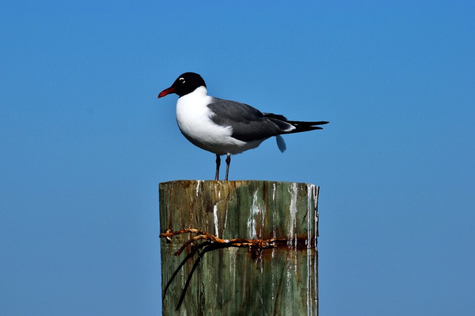 Gull nature avian