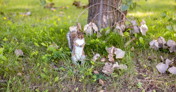 Rodent cute nager photo