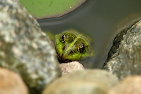 Amphibian water frog green photo